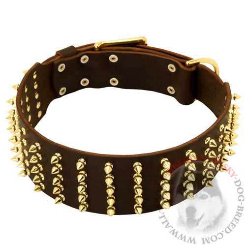 Wide Brass Spiked Leather Collar for Siberian Husky Walking