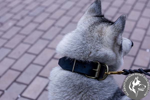 Adjustable Siberian Husky Colar with Brass Buckle