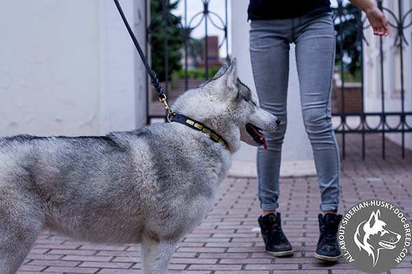 Handcrafted Leather Siberian Husky Collar with Smooth Brass Plates