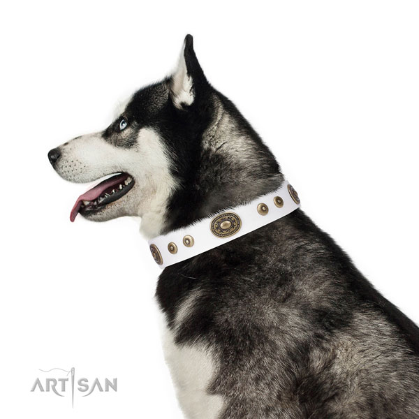 Impressive adorned genuine leather dog collar for stylish walking