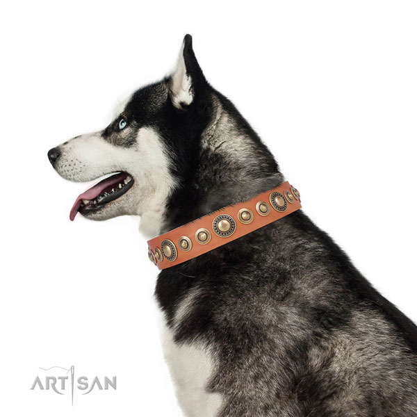 Rust resistant buckle and D-ring on leather dog collar for walking