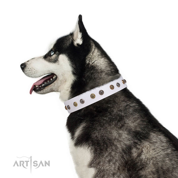 Everyday walking embellished dog collar made of reliable leather