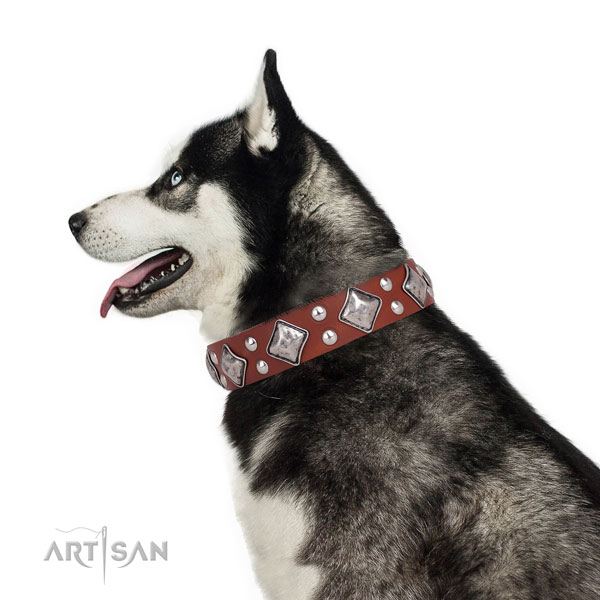Everyday walking studded dog collar made of quality leather