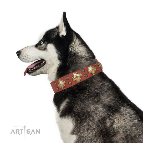 Daily walking studded dog collar made of top rate natural leather