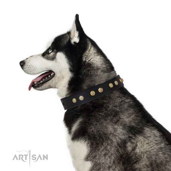 Incredible adornments on everyday walking leather dog collar