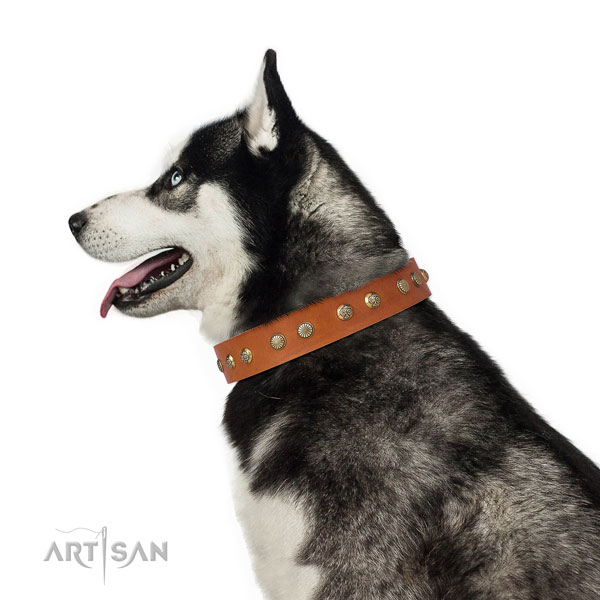 Unusual adornments on everyday use full grain leather dog collar