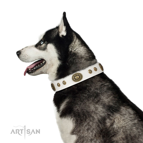 Significant studs on fancy walking dog collar