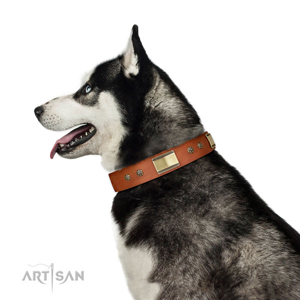 Comfy wearing dog collar of leather with significant decorations