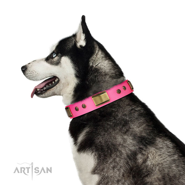 Handy use dog collar of genuine leather with top notch adornments