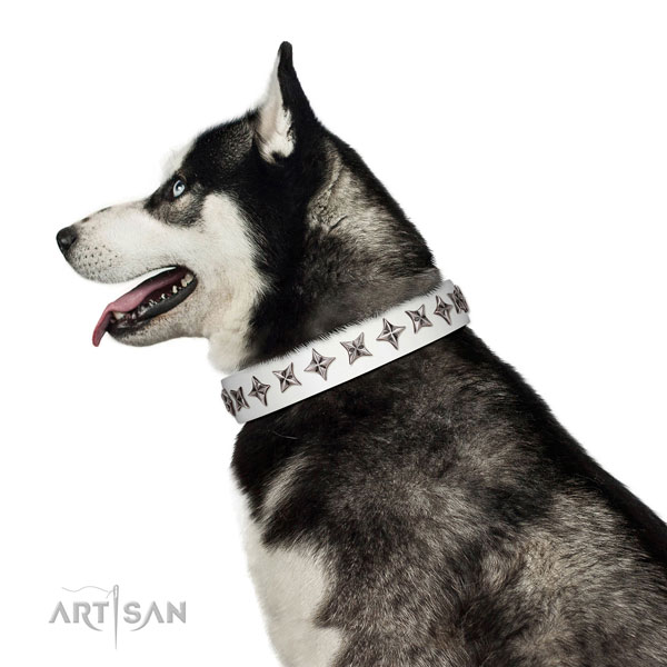 Strong genuine leather dog collar with amazing embellishments