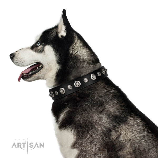 Quality leather dog collar with top notch adornments