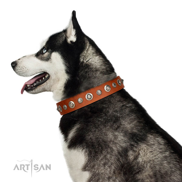 Finest quality genuine leather dog collar with exquisite studs