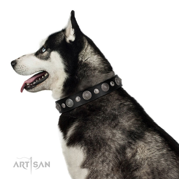 Natural leather collar with reliable buckle for your handsome dog