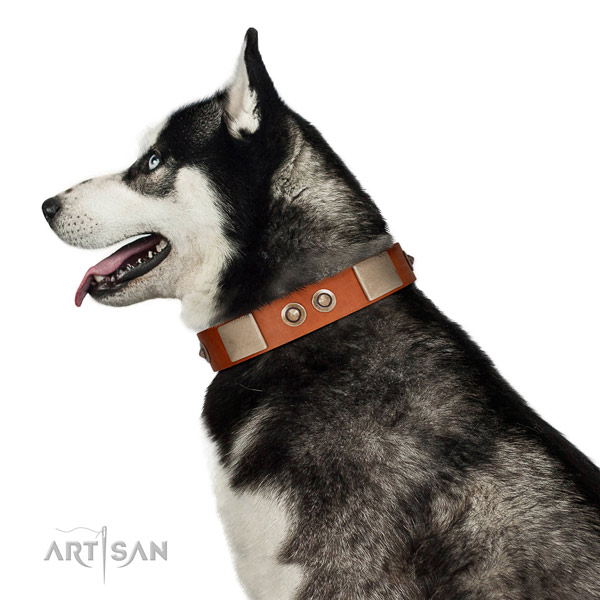 Rust resistant buckle on full grain leather dog collar for walking