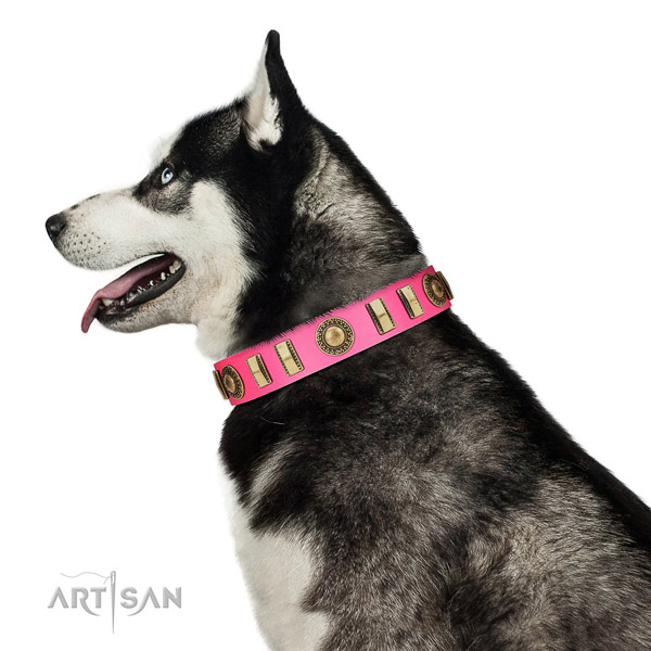 Unusual leather dog collar with corrosion proof fittings