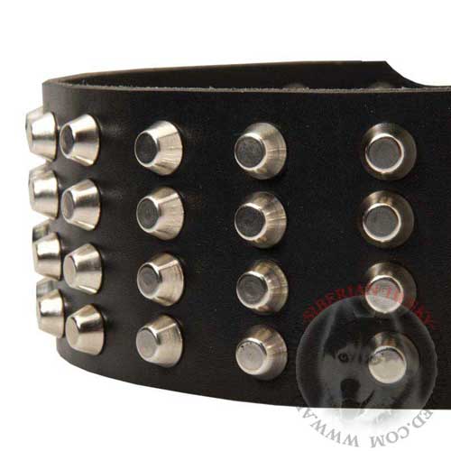 Nickel Studs Riveted to Siberian Husky Leather Collar