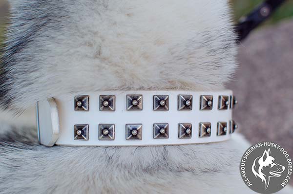 White Siberian Husky Collar with 2 Rows of Old-looking Studs