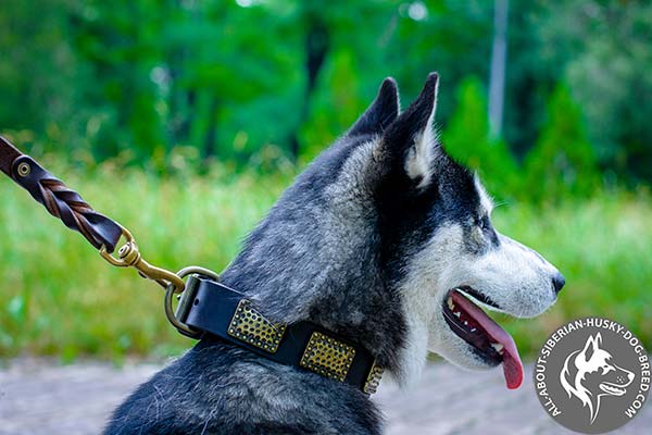 Top-notch Leather Siberian Husky Collar with Hammered Brass Plates