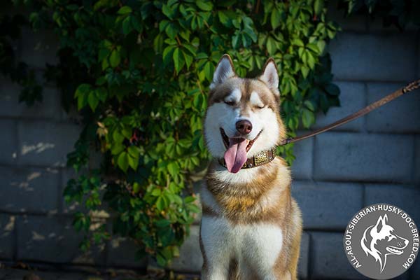 Eye-Catchy Leather Siberian Husky Collar of High Quality