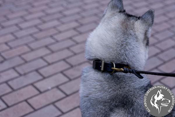 Decorated Leather Siberian Husky Collar with steel old brass plated Strong Hardware