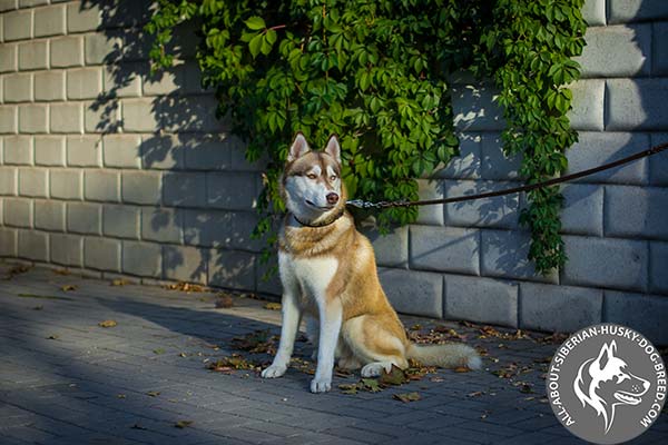 Durable Siberian Husky Collar with Oval Brass Plates