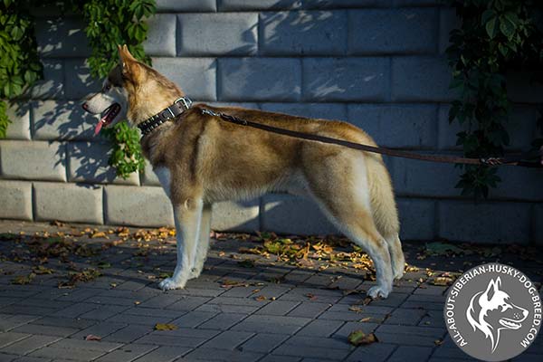 Leather Siberian Husky Collar with Dotted Squares