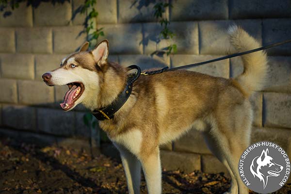 Double Ply Leather Siberian Husky Collar with Durable Brass Hardware