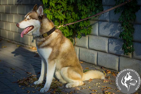 Uniquely Decorated Leather Siberian Husky Collar