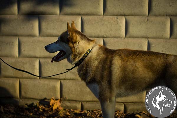 Fashionable Leather Siberian Husky Collar with Brass Round Studs