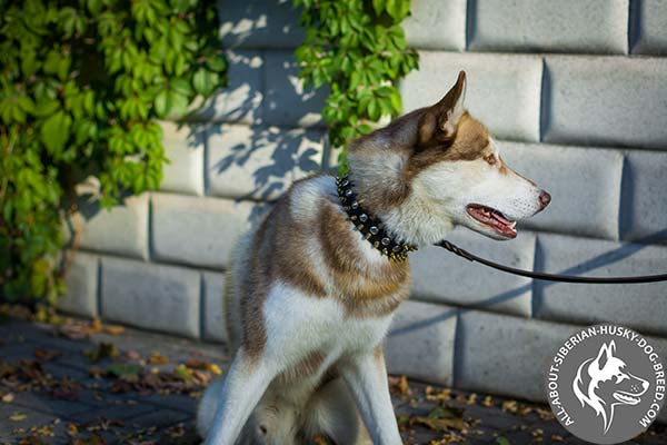 Leather Siberian Husky Collar with Shiny Decor