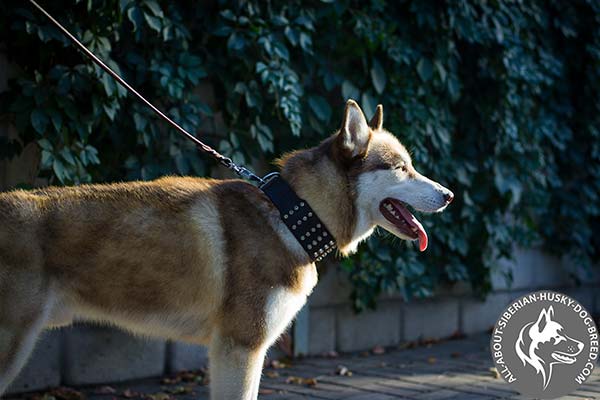 Leather Siberian Husky Collar with Glossy Decorative Cones