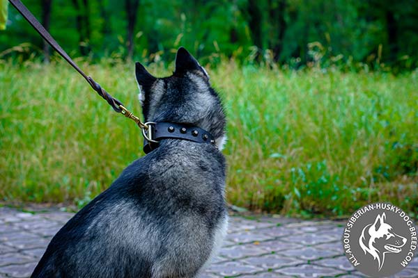 Leather Dog Collar with Gold-like Cones