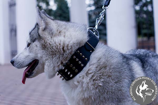 Leather Siberian Husky Collar with Hand Set Spikes and Studs