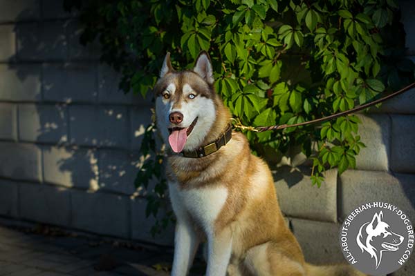 Leather Siberian Husky Collar with Large Plates and Silvery Pyramids