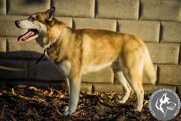 Luxurious Leather Siberian Husky Collar Adorned with Brass Spikes