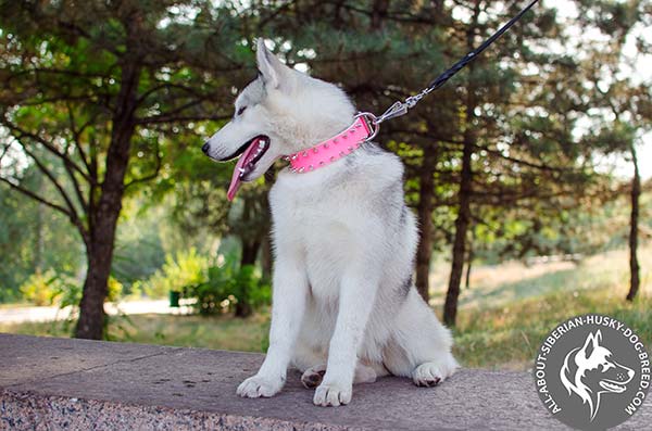 Leather Siberian Husky Collar with Massive Sturdy D-ring