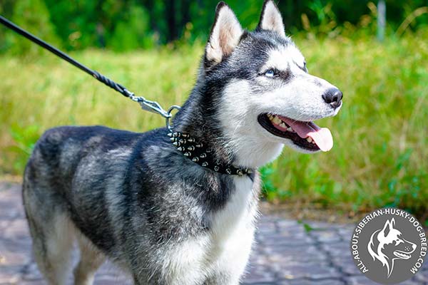 Leather Siberian Husky Collar with Assymetrical Nickel-plated Spikes