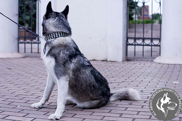 Leather Siberian Husky Collar with Proportional Shiny Pyramids