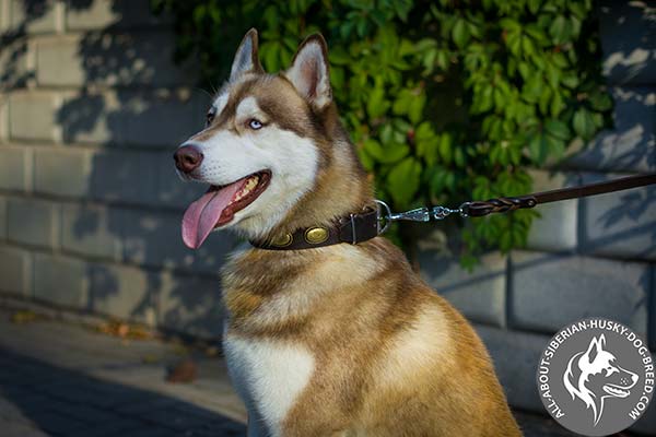 Retro Style Leather Siberian Husky Collar with Decorations