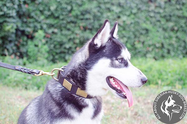 Leather Siberian Husky Collar with Steady Riveted Buckle and D-ring