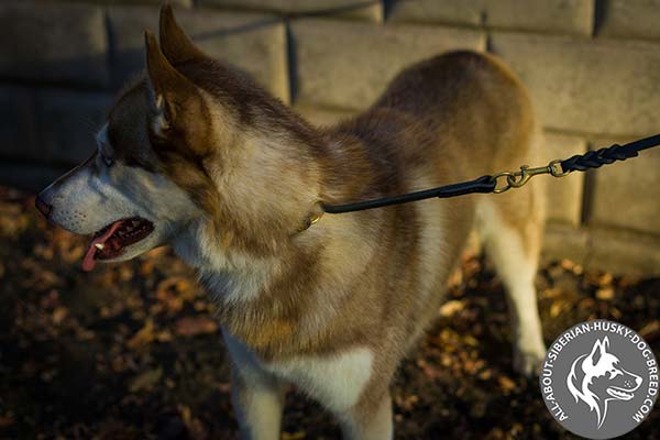 Leather Siberian Husky Choke Collar with Brass O-rings