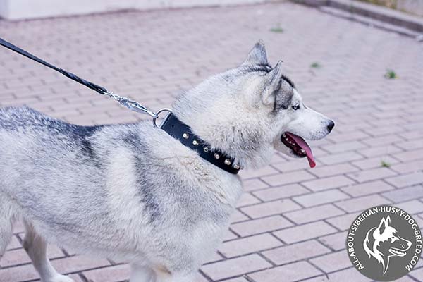 Adjustable Leather Siberian Husky Collar with Rust-free Hardware