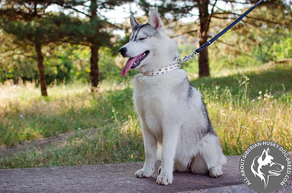Leather Siberian Husky Collar for Safe Walking