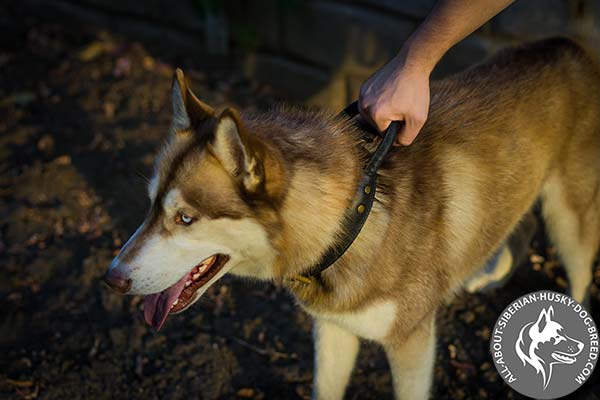 Leather Siberian Husky Collar with Be-in-control Handle