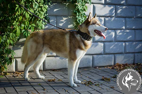 Wide Leather Siberian Husky Collar with Sparkling Spikes