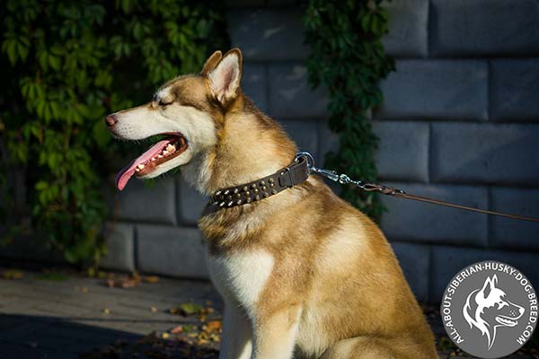 Leather Siberian Husky Collar with Amazing Spikes and Studs Set in Rows