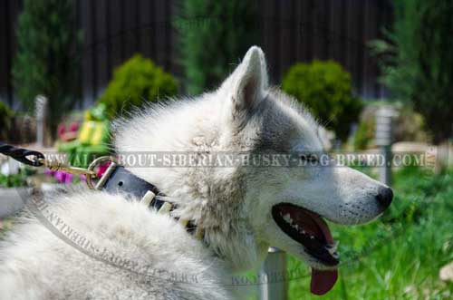 Siberian Husky leather collar with vertical brass plates