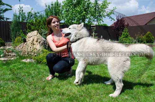 Better controlling leather Siberian Husky collar