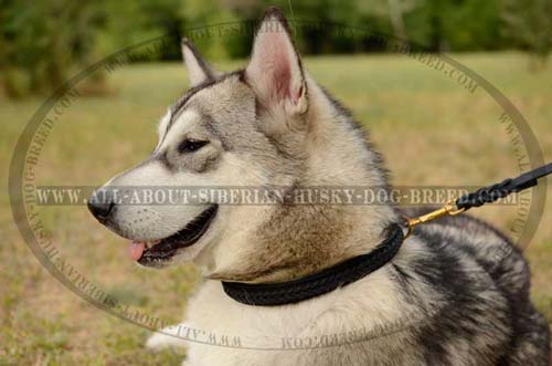 Attractive leather braids for Siberian Husky collar