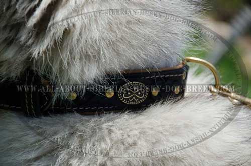 Nappa padded leather Siberian Husky collar